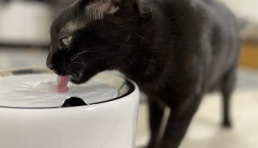 猫の水飲み場を考える