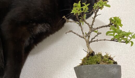 姫サルスベリの「ミニ盆栽」と「自作鉢」